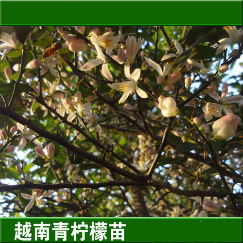 广西南方四季柠檬嫁接盆栽果苗