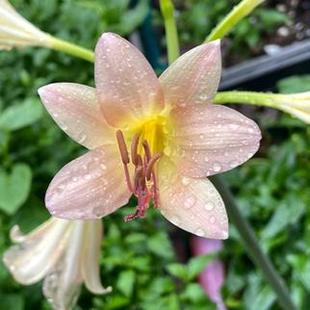 鲑鱼色长筒石蒜