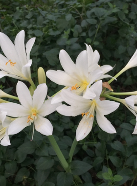 长筒石蒜 Lycoris longitude 彼岸花 有香味