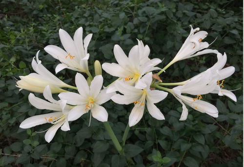 长筒石蒜 Lycoris longitude 彼岸花 有香味