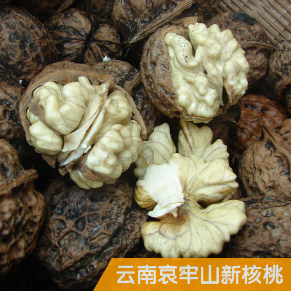 云南哀牢山深山老树核桃天然生态的新鲜湿核桃正在采摘发货