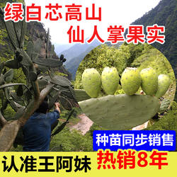 大凉山野生食用仙人掌果实新鲜水果绿白现应季仙桃泸定梨果非海南