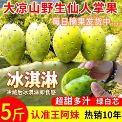 野生食用仙人掌果实包邮新鲜水果 现应季仙桃大凉山泸定梨果非海