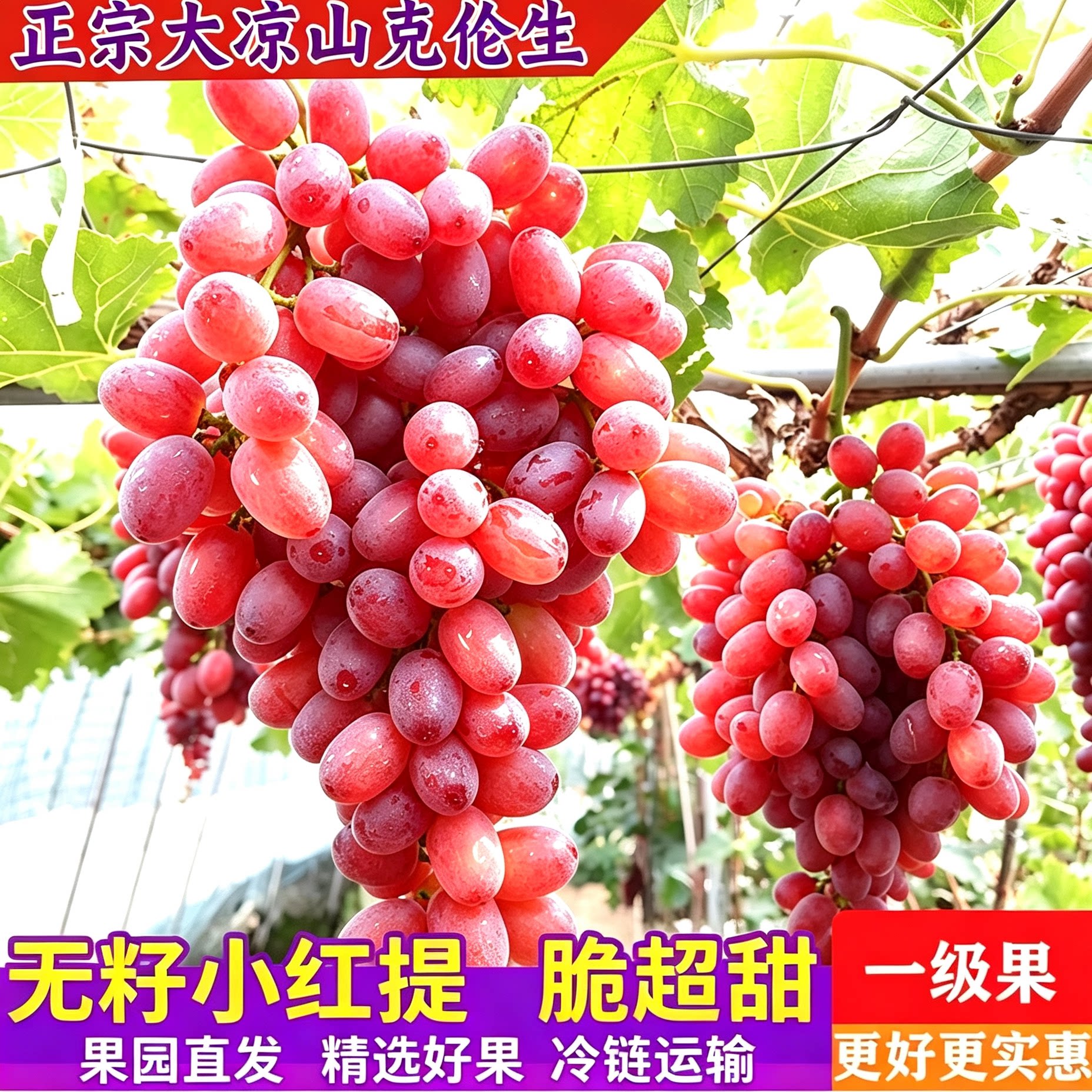 顺丰包邮克伦生无籽红提葡萄应季水果子脆甜现货小糖豆大凉山西昌