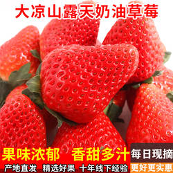 冬草莓新鲜牛奶油孕妇水果双流四川甜非云南梅红颜商用99顺丰专应