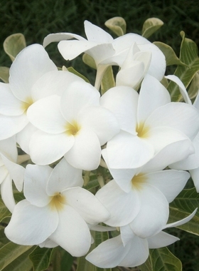 泰国进口鸡蛋花嫁接苗PLUMERIA PUDICA VARIEGATA戟叶鸡蛋花锦