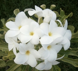 泰国进口鸡蛋花嫁接苗PLUMERIA PUDICA VARIEGATA戟叶鸡蛋花锦