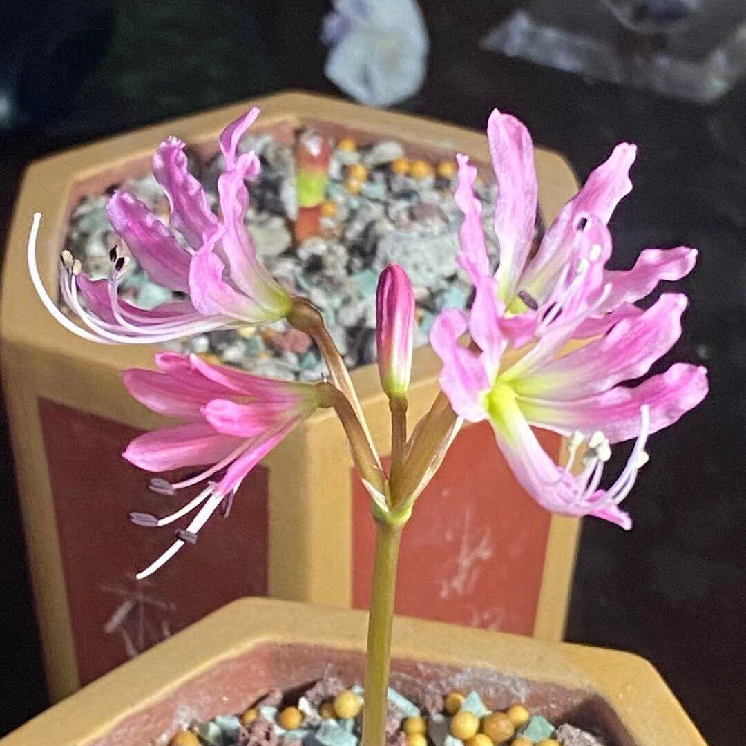 2021brunsvigia namaquanum南非珍稀球根纳马金刚刺毛灯台百合