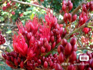 啜泣的布尔人豆花-南非观花庭院盆栽蜜源植物