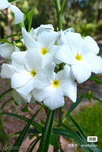 苗:泰国进口鸡蛋花枝条plumeria pudica戟叶鸡蛋花