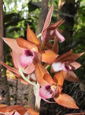 球茎:Eulophia macrobulbon大莖美冠蘭 又有用Eulophia zollin