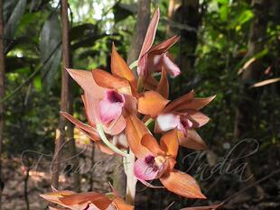 球茎:Eulophia macrobulbon大莖美冠蘭 又有用Eulophia zollin