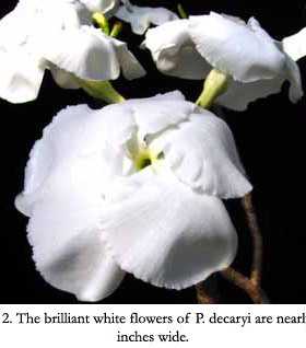 【2019夏团-Pachypodium decaryi迪氏棒锤树】珍稀非洲块根多肉