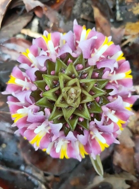 块根:Curcuma ecomata ceib苏西普暹罗花，矮种小型，适合盆栽。