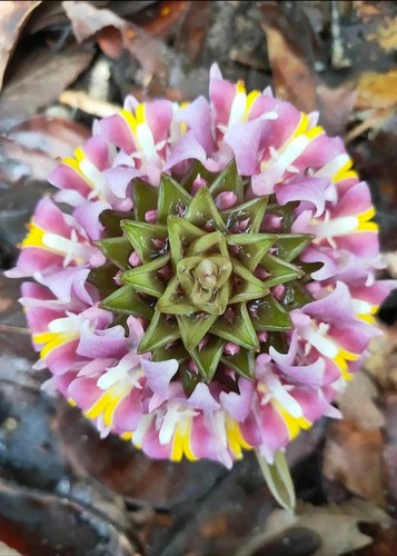 块根:Curcuma ecomata ceib苏西普暹罗花，矮种小型，适合盆栽。