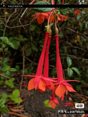 种子:Fuchsia vulcanica一种奇妙的灌木