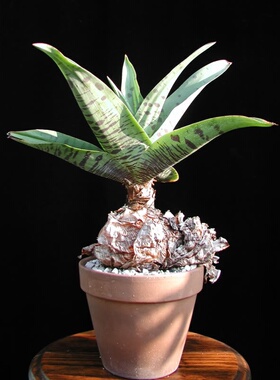 【2017秋团-非洲珍稀原生Ledebouria zebrina南非巨风信球茎】