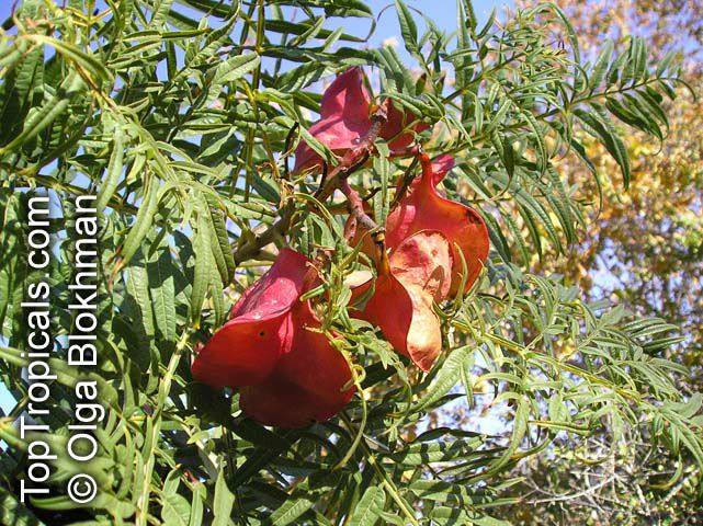 【2017秋季团购非洲珍稀erythrophysa transvaalensi气球无患子】