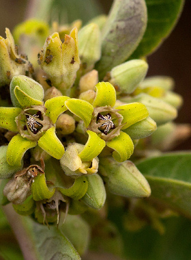 【2017秋团-非洲珍稀Raphionacme utilis安哥拉块茎白皮萝藦】