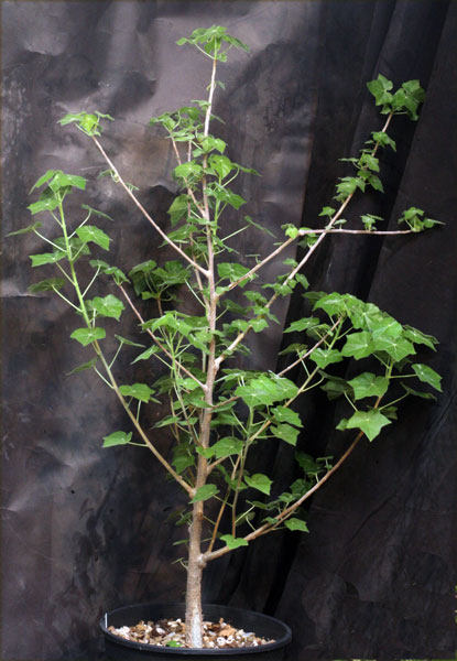 【2017秋季团购-非洲珍稀植物Sterculia rogersii块茎胡麻】