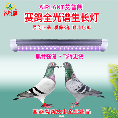 艾普朗赛鸽生长灯管提升肌动力