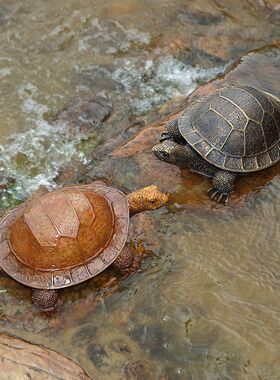 户外仿真野生动物陆龟乌龟模型