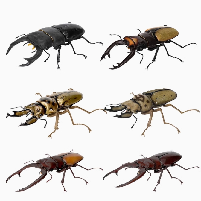 包邮现货 万代 扭蛋 生物大图鉴 鹿角虫 9 黄金鬼锹两点赤锯甲虫