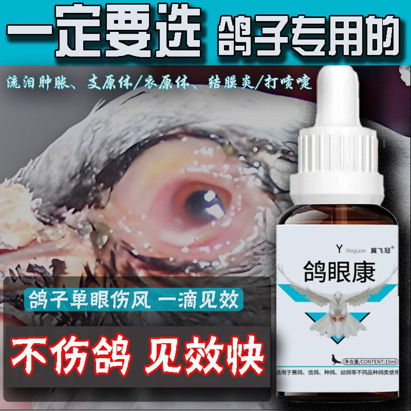 冀飞冠鸽子单眼流泪伤风鸽药