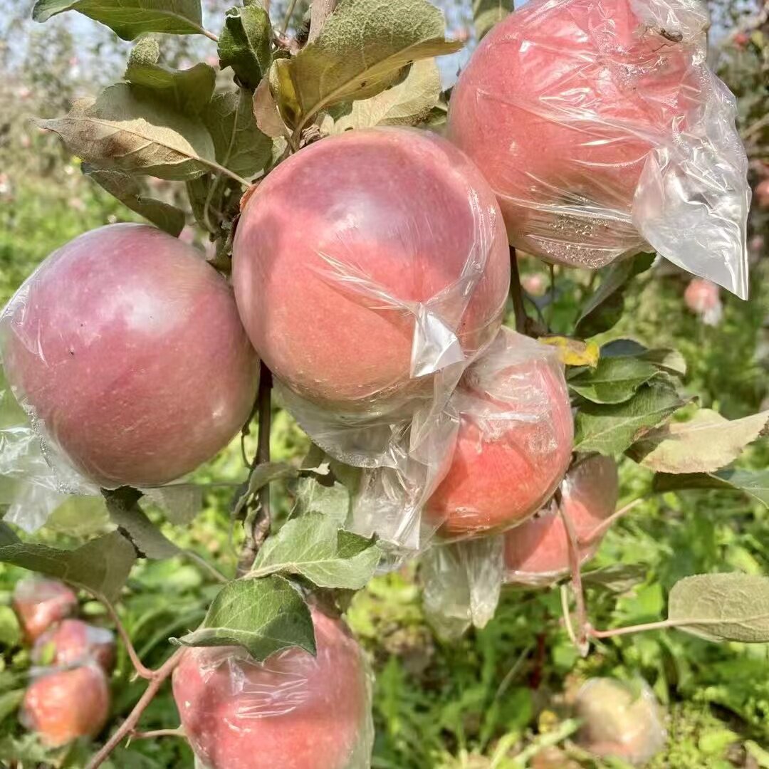 山西运城临猗红富士丑苹果新鲜应季水果净重8斤