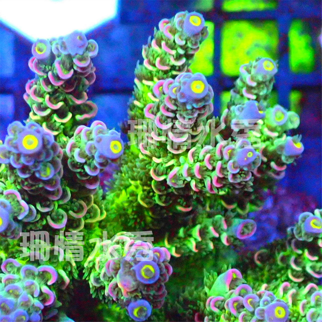 魅魔 美国rr 印尼吞牛 海水鱼缸 活体珊瑚sps断枝顺丰包邮