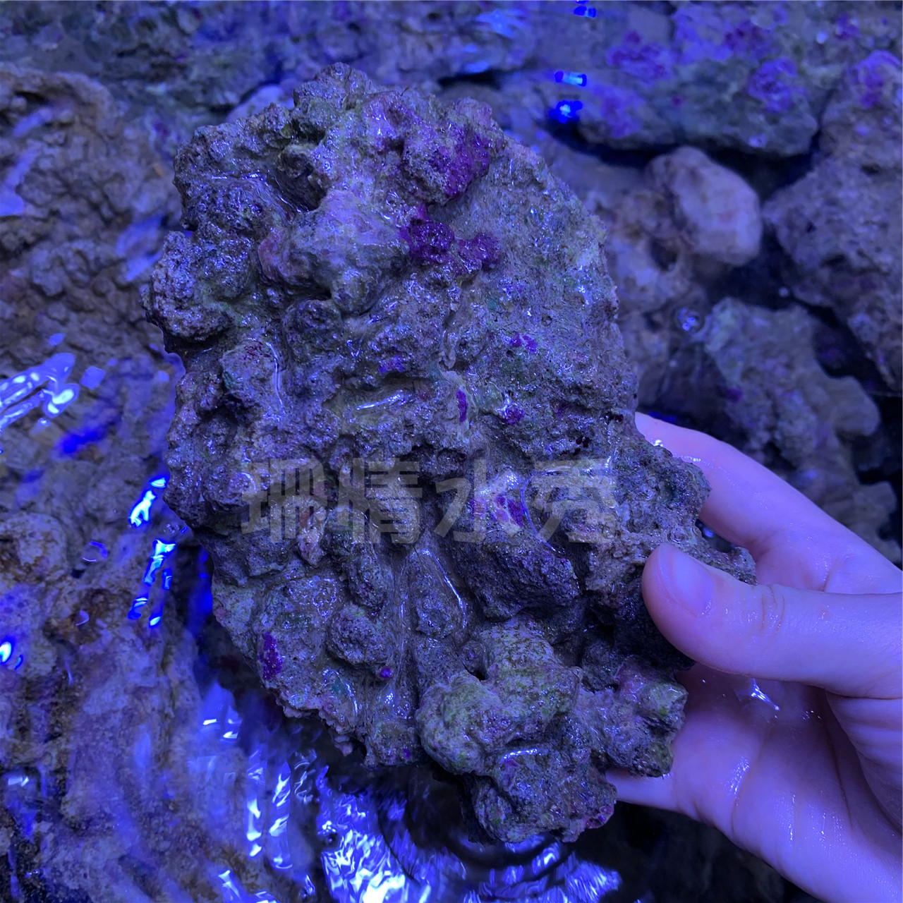 引菌活石带水发货运费顺丰到付鱼缸造景粘活石活石造景胶海魔方