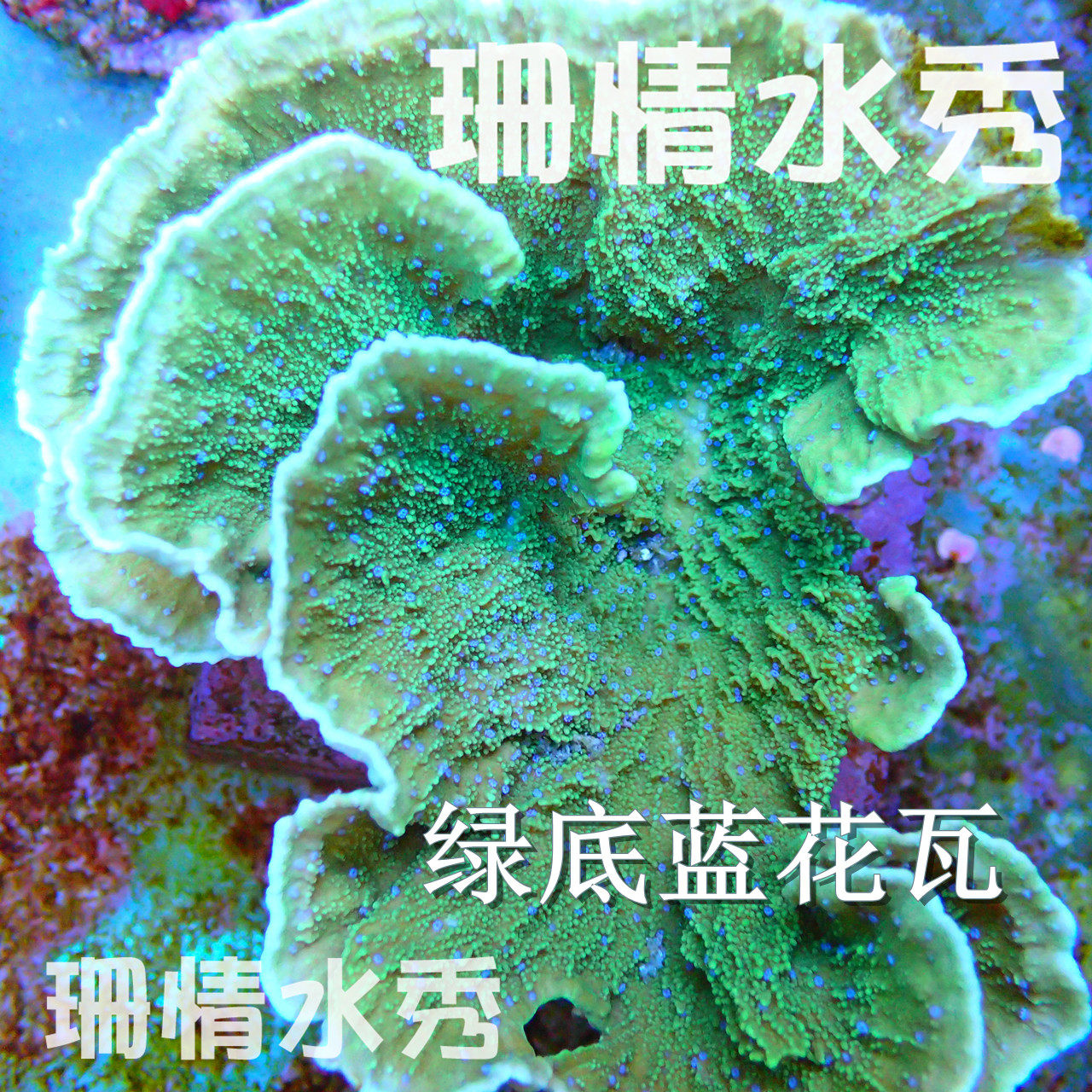 绿底蓝花瓦  瓦片 会起飞 活体珊瑚硬骨sps断枝全国顺丰空运包损