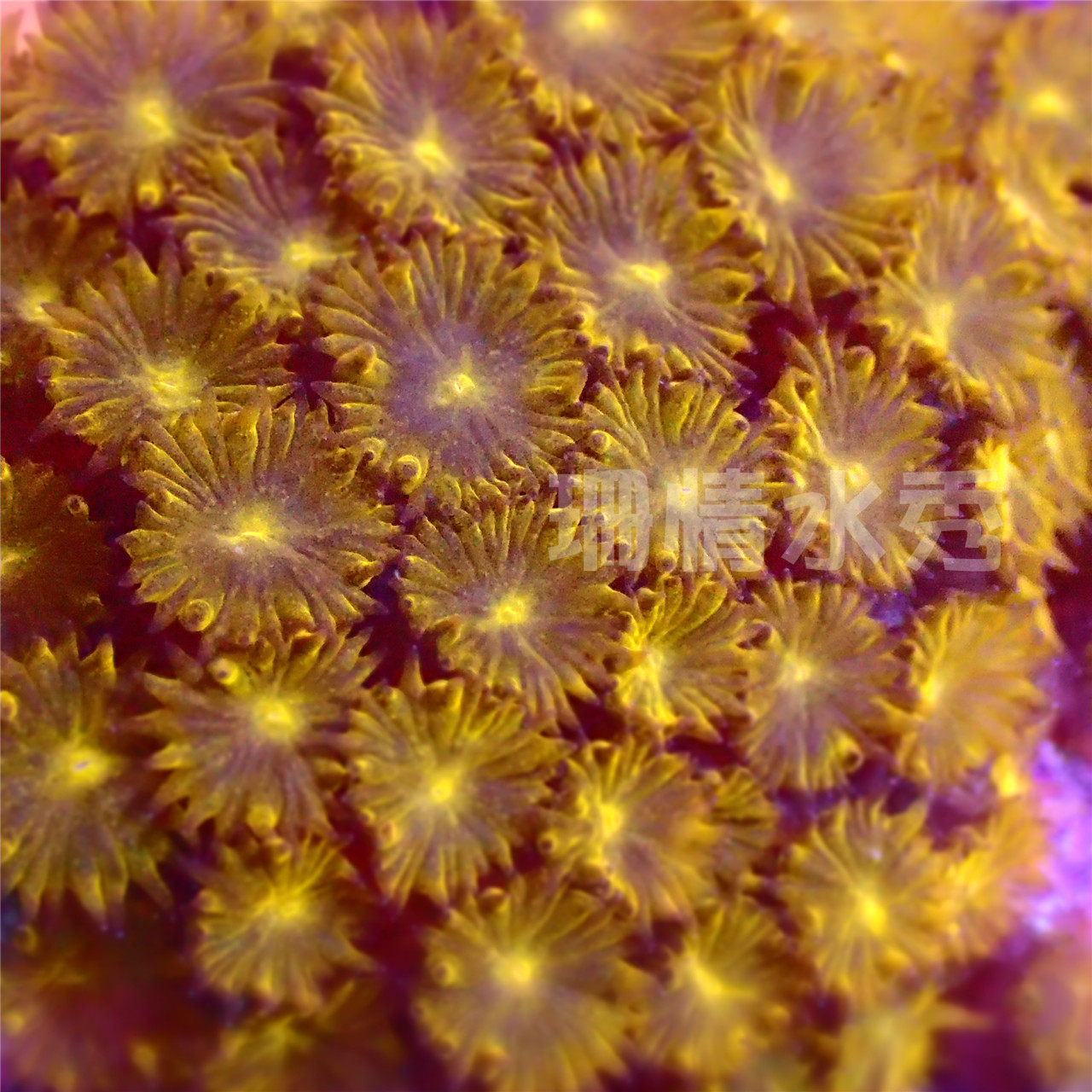 黄金微孔 软体lps活体lps微孔珊瑚活体珊瑚断肢人工珊瑚断枝