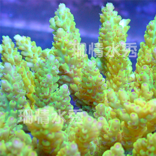 黄绿 苹果汽水 轴孔珊瑚硬骨珊瑚硬骨SPS珊瑚断枝活体珊瑚A属珊瑚