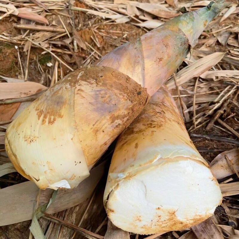 竹笋新鲜现挖现发当季整箱10斤漳州甜笋蔬菜野生嫩脆春笋带壳麻笋