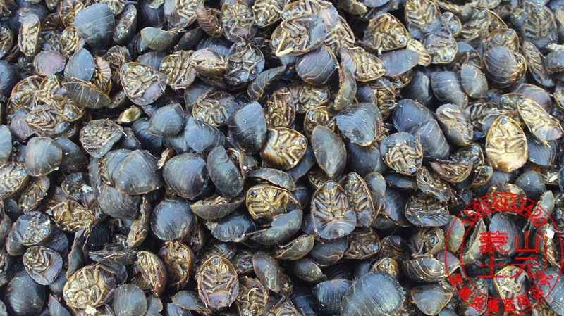 干土元泡酒地鳖虫清水净货500g小货 腰痛包邮