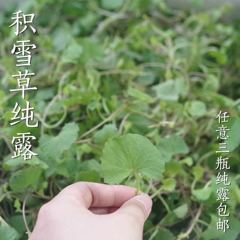 高浓度头道饱和新鲜积雪草纯露