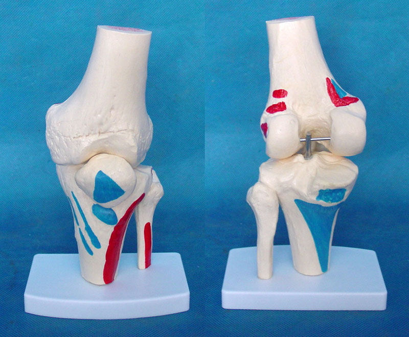 人体膝关节骨骼肌肉着色模u型关节骨骼骨架模型医用人体标本模型