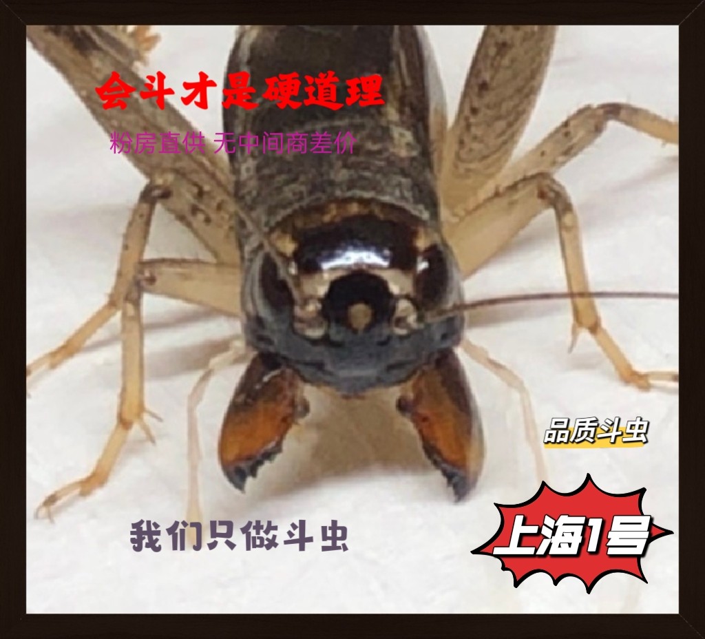 东北虫行 上海1号特级斗虫冬版蟋蟀 斗蛐蛐包死亡断腿