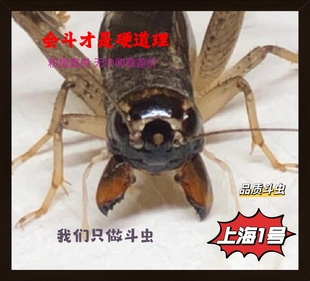东北虫行 上海1号特级斗虫冬版蟋蟀 斗蛐蛐包死亡断腿