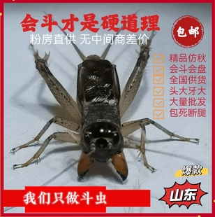 东北虫行山东精品蛐蛐 二尾 活体蟋蟀公虫打架棚虫鸣虫包死亡断腿