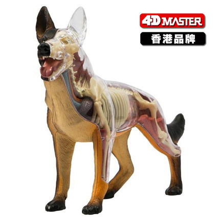 4D Master 黑背狼狗犬内脏骨骼解剖组拼装模型儿童玩具幼儿园教具