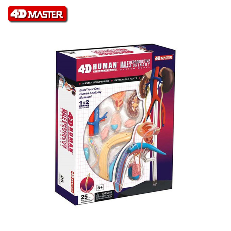4D master 男性生殖系统模型 儿童玩具小学生医学院生物人体拼装