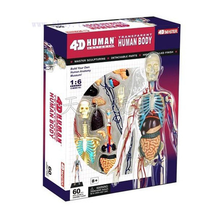 4D Master 全身透明骨骼血管1:6 人体解剖模型 儿童玩具拼插积木