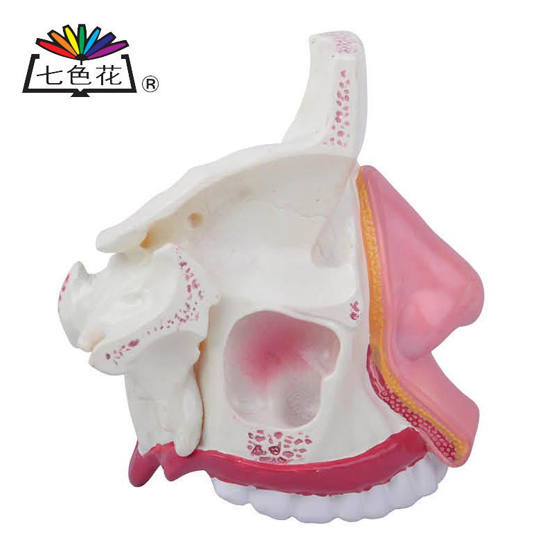 七色花幼教 鼻腔解剖模型 人体五官鼻子幼儿早教科学实验儿童玩具
