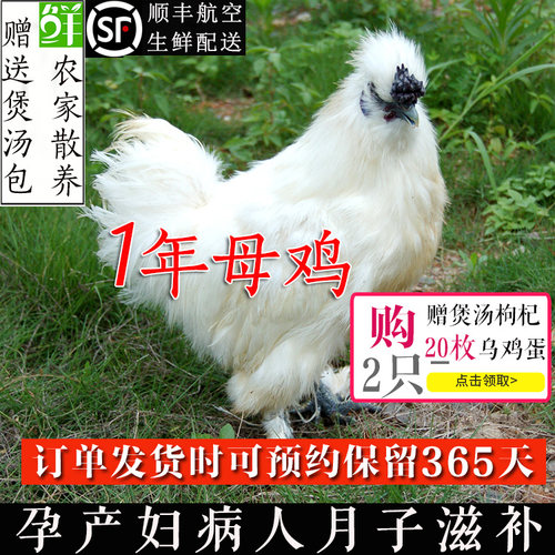现杀农家散养包邮白凤乌骨鸡