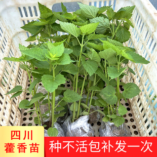 可食用四川藿香苗河南五香叶香草蔬菜苗草种植鱼香大茴香调料蘸料