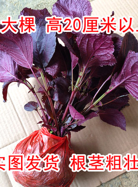 农家双面紫紫苏苗苏子苗可食用包肉烧鱼去腥提鲜全紫老品种红紫苏