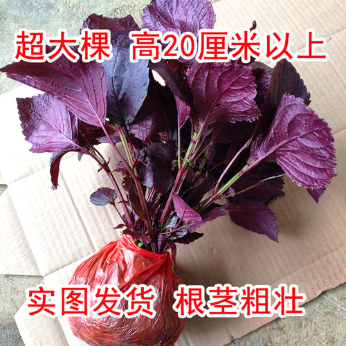 农家双面紫紫苏苗苏子苗可食用包肉烧鱼去腥提鲜全紫老品种红紫苏
