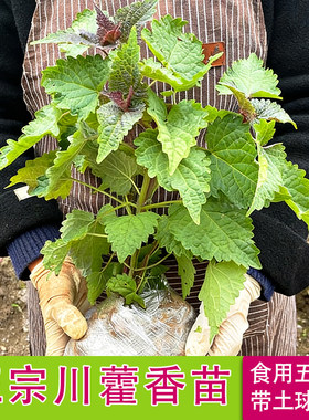 可食用四川藿香苗河南五香叶香草蔬菜苗草种植鱼香大茴香调料蘸料